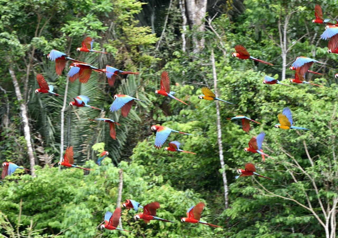 Refugio Amazonas Tambopata