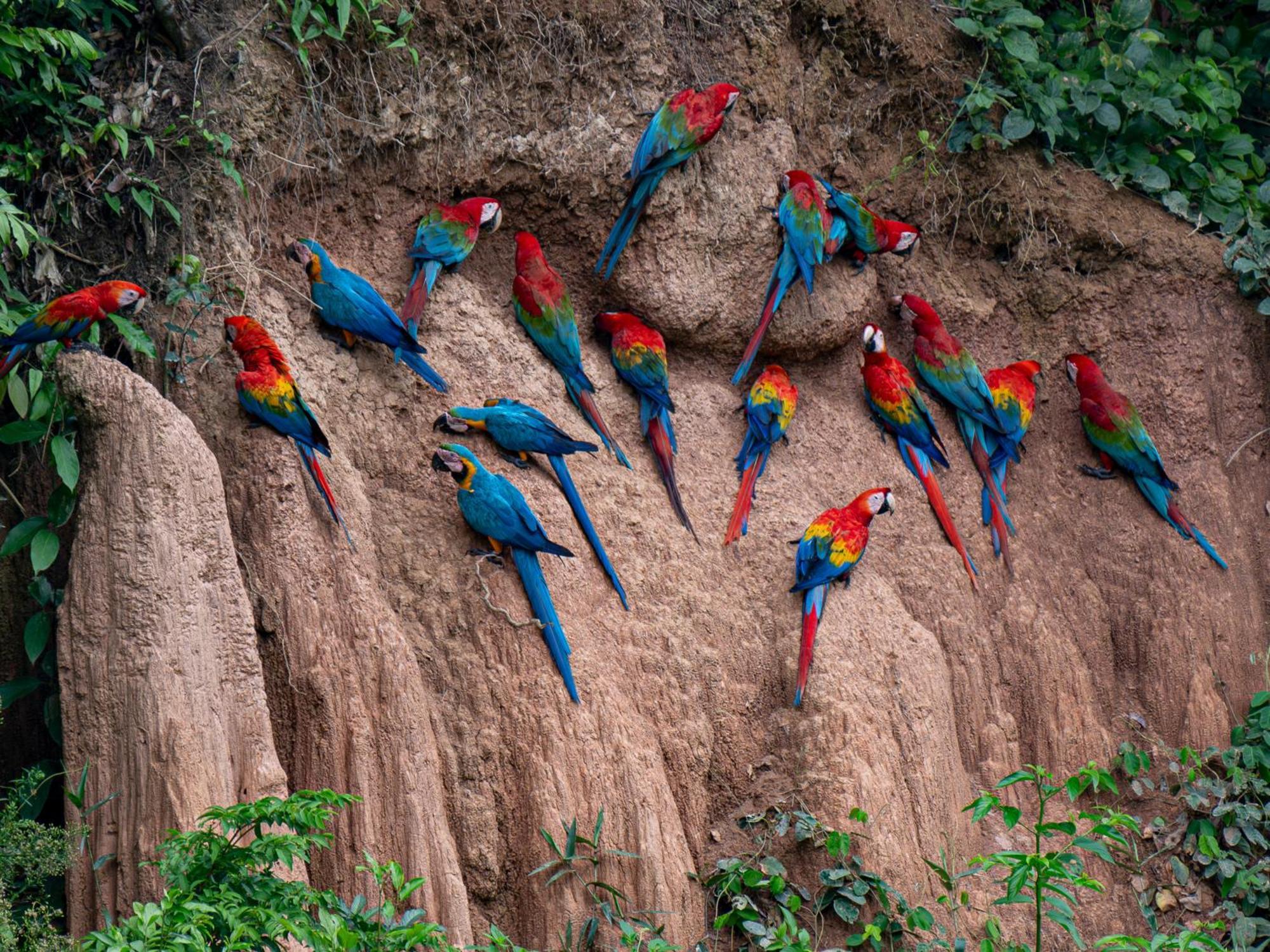 Lodge Refugio Amazonas *