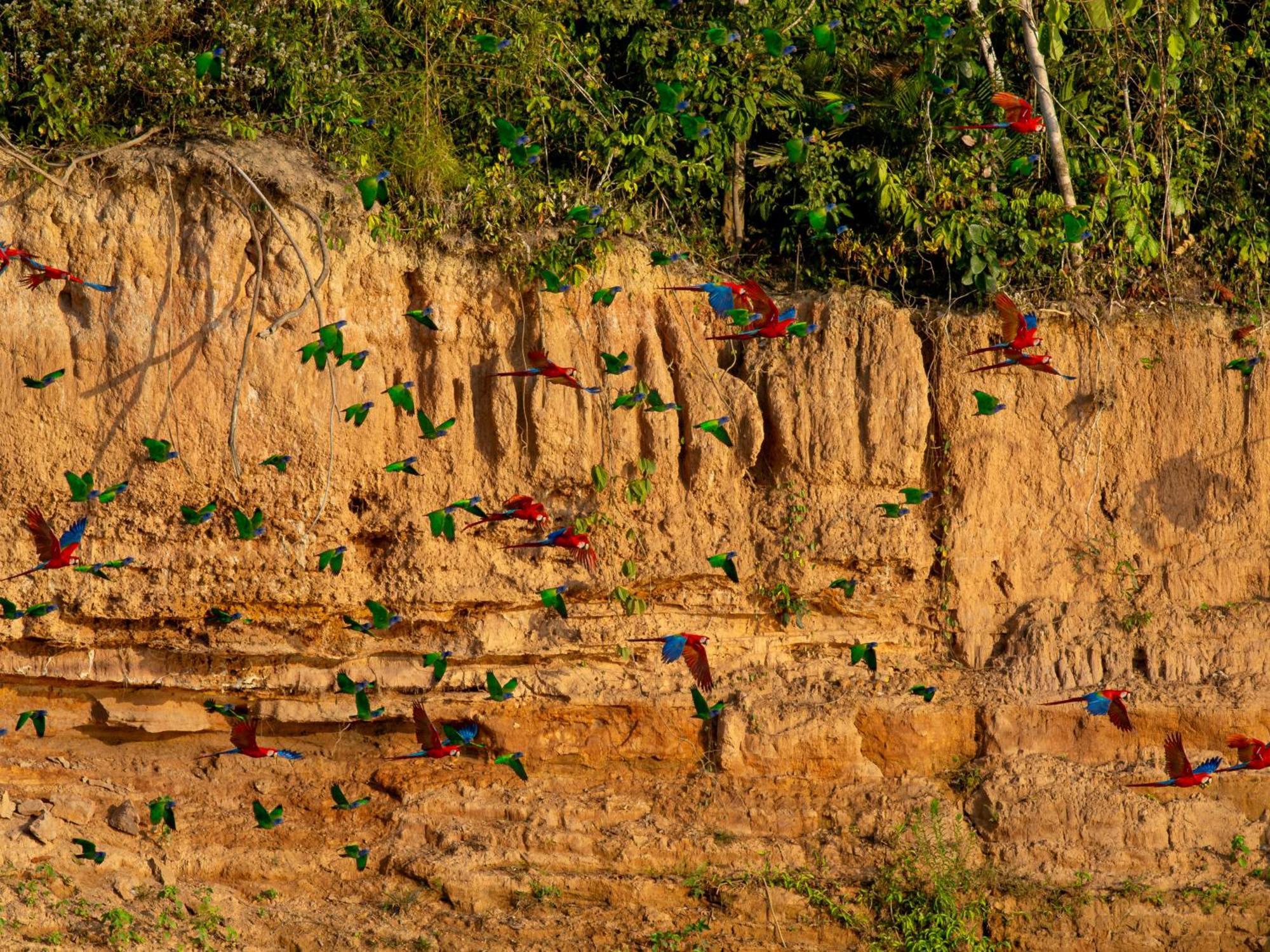 Refugio Amazonas Lodge Tambopata